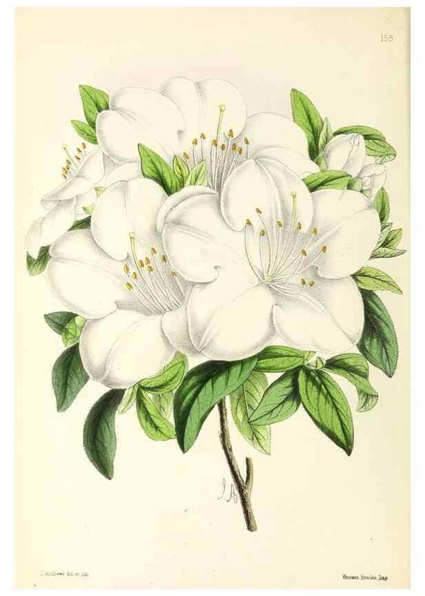Reproducción/Reproduction 49796808063: The floral magazine;. London,L. Reeve & Co.. 