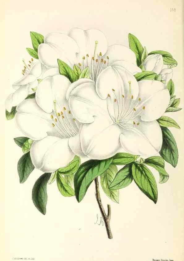 Reproducción/Reproduction 49796808063: The floral magazine;. London,L. Reeve & Co.. 