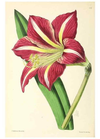 Reproducción/Reproduction 49797663212: The floral magazine;. London,L. Reeve & Co.. 
