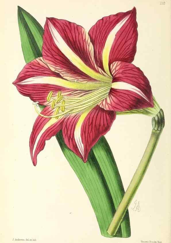 Reproducción/Reproduction 49797663212: The floral magazine;. London,L. Reeve & Co.. 