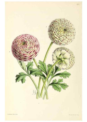 Reproducción/Reproduction 49797663432: The floral magazine;. London,L. Reeve & Co.. 