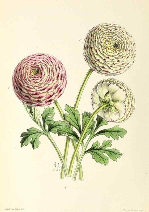 Reproducción/Reproduction 49797663432: The floral magazine;. London,L. Reeve & Co.. 