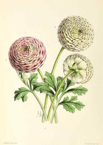Reproducción/Reproduction 49797663432: The floral magazine;. London,L. Reeve & Co.. 