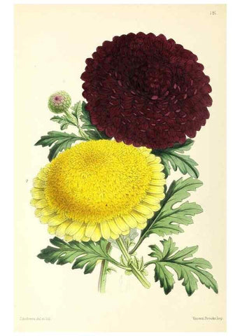 Reproducción/Reproduction 49796815648: The floral magazine;. London,L. Reeve & Co.. 