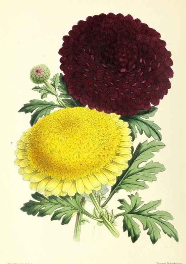 Reproducción/Reproduction 49796815648: The floral magazine;. London,L. Reeve & Co.. 