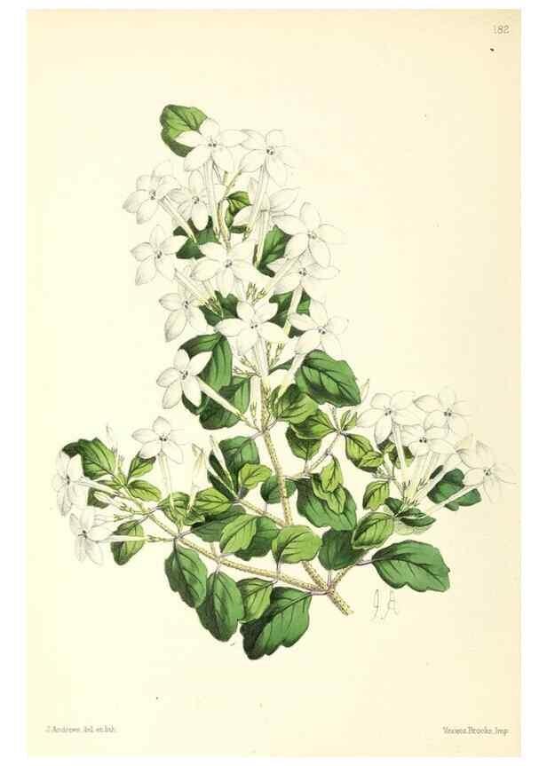 Reproducción/Reproduction 49797360991: The floral magazine;. London,L. Reeve & Co.. 
