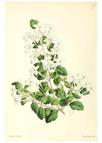 Reproducción/Reproduction 49797360991: The floral magazine;. London,L. Reeve & Co.. 
