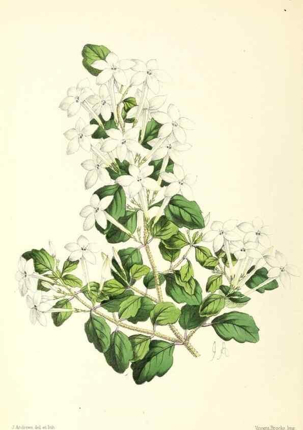 Reproducción/Reproduction 49797360991: The floral magazine;. London,L. Reeve & Co.. 