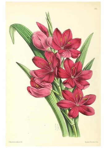 Reproducción/Reproduction 49796816078: The floral magazine;. London,L. Reeve & Co.. 