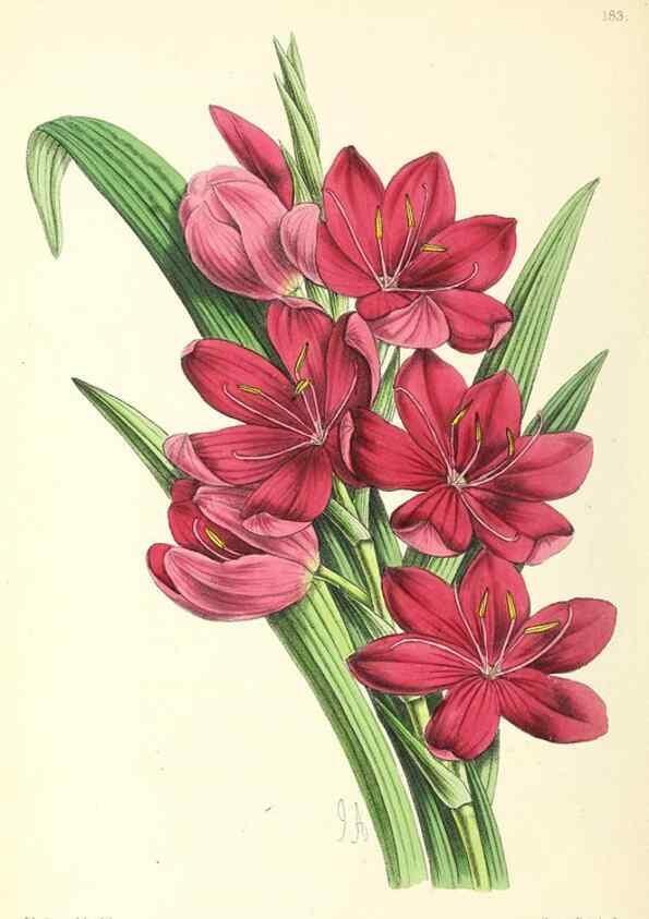 Reproducción/Reproduction 49796816078: The floral magazine;. London,L. Reeve & Co.. 