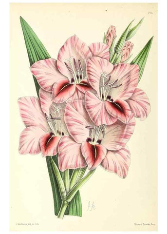 Reproducción/Reproduction 49797671347: The floral magazine;. London,L. Reeve & Co.. 