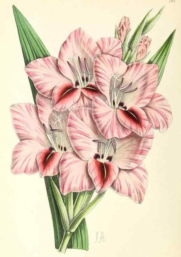 Reproducción/Reproduction 49797671347: The floral magazine;. London,L. Reeve & Co.. 