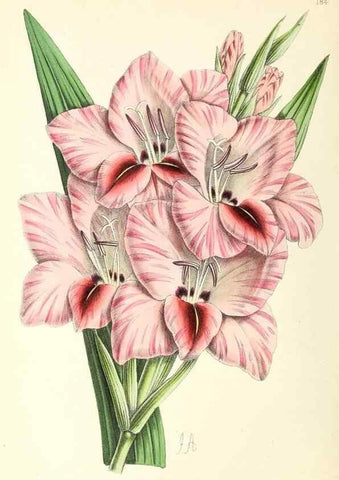 Reproducción/Reproduction 49797671347: The floral magazine;. London,L. Reeve & Co.. 