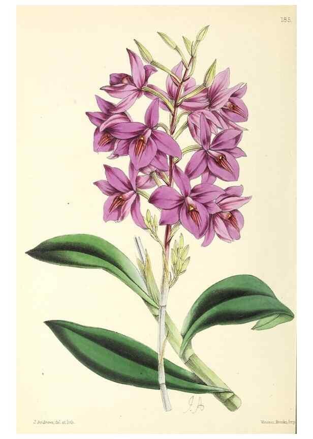 Reproducción/Reproduction 49797361666: The floral magazine;. London,L. Reeve & Co.. 