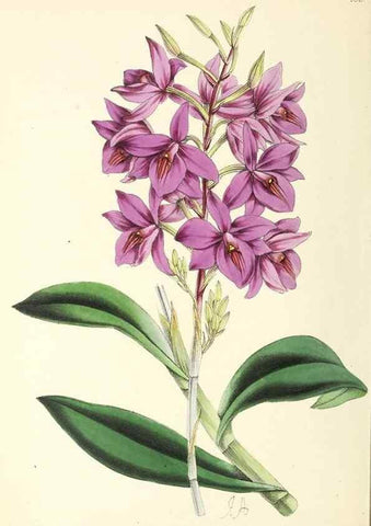 Reproducción/Reproduction 49797361666: The floral magazine;. London,L. Reeve & Co.. 