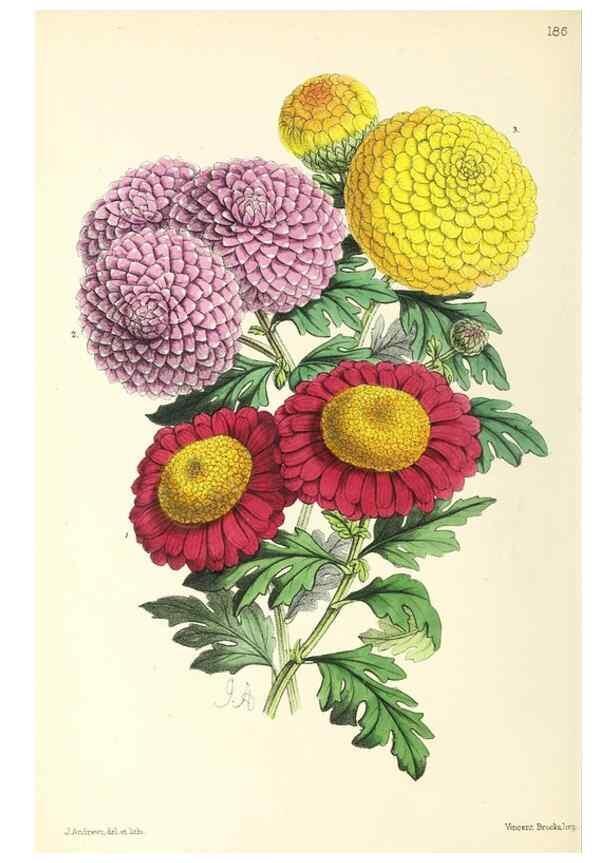 Reproducción/Reproduction 49797671982: The floral magazine;. London,L. Reeve & Co.. 