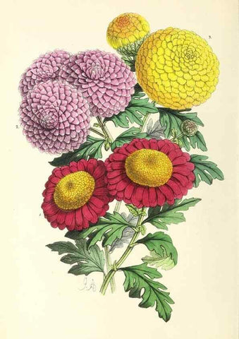 Reproducción/Reproduction 49797671982: The floral magazine;. London,L. Reeve & Co.. 
