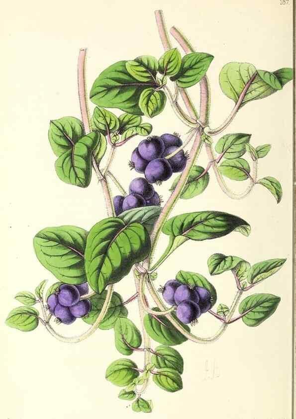 Reproducción/Reproduction 49797672192: The floral magazine;. London,L. Reeve & Co.. 