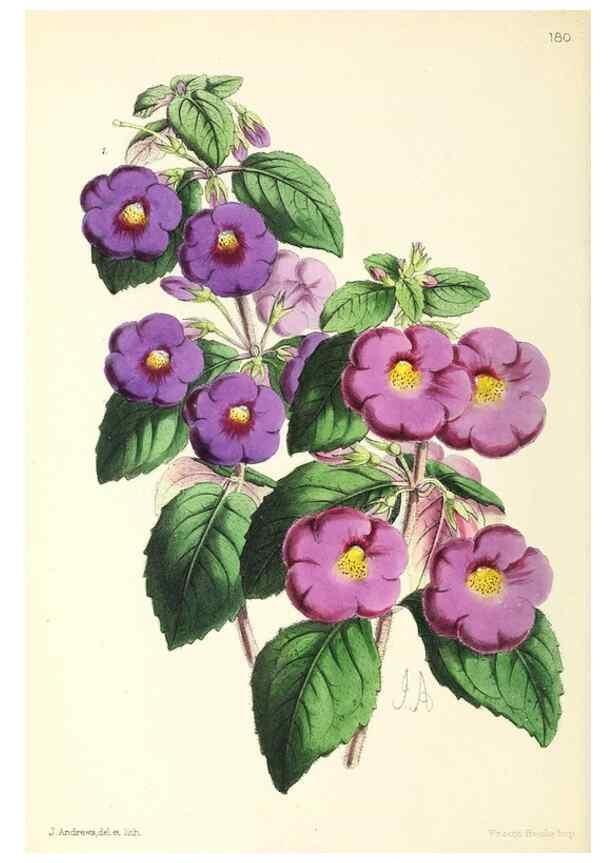 Reproducción/Reproduction 49796815393: The floral magazine;. London,L. Reeve & Co.. 