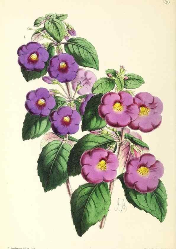 Reproducción/Reproduction 49796815393: The floral magazine;. London,L. Reeve & Co.. 