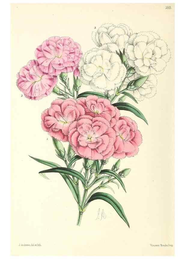 Reproducción/Reproduction 49796817368: The floral magazine;. London,L. Reeve & Co.. 