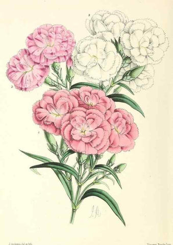 Reproducción/Reproduction 49796817368: The floral magazine;. London,L. Reeve & Co.. 
