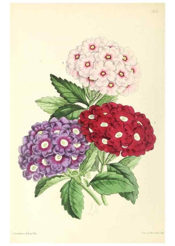 Reproducción/Reproduction 49796817768: The floral magazine;. London,L. Reeve & Co.. 