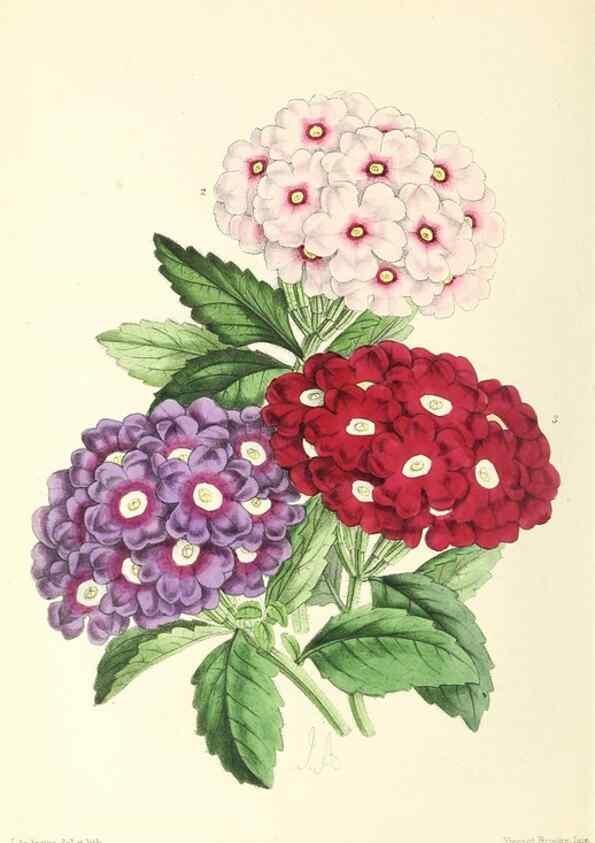 Reproducción/Reproduction 49796817768: The floral magazine;. London,L. Reeve & Co.. 