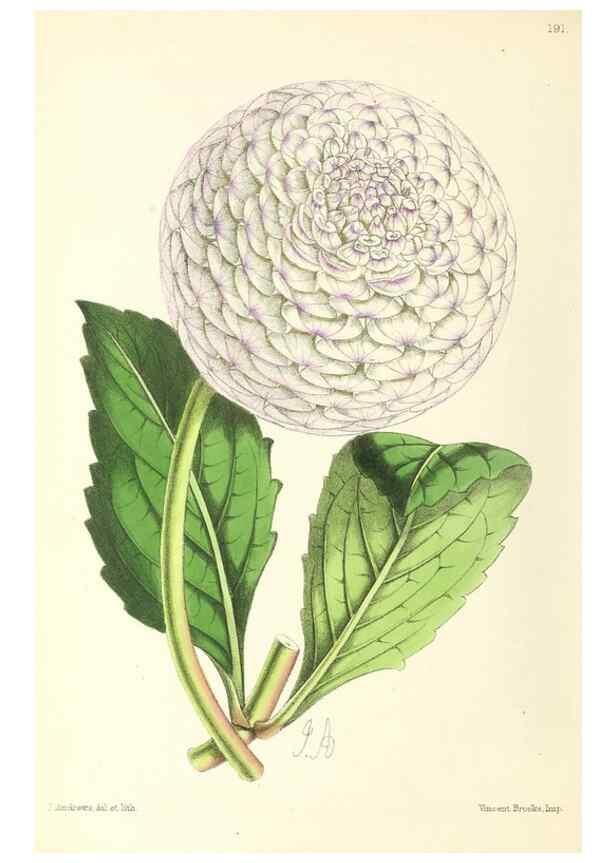 Reproducción/Reproduction 49797673197: The floral magazine;. London,L. Reeve & Co.. 