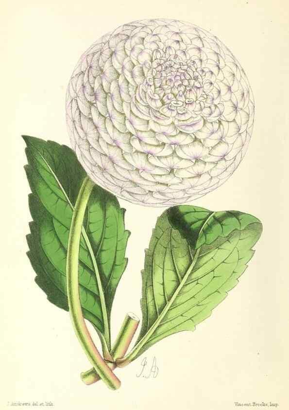 Reproducción/Reproduction 49797673197: The floral magazine;. London,L. Reeve & Co.. 
