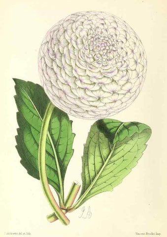 Reproducción/Reproduction 49797673197: The floral magazine;. London,L. Reeve & Co.. 