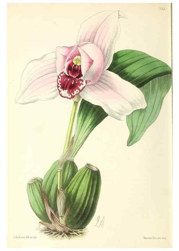 Reproducción/Reproduction 49797673432: The floral magazine;. London,L. Reeve & Co.. 