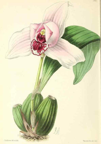 Reproducción/Reproduction 49797673432: The floral magazine;. London,L. Reeve & Co.. 