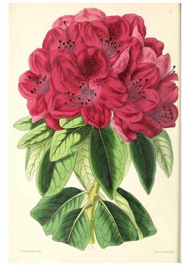 Reproducción/Reproduction 49796907678: The floral magazine;. London,L. Reeve & Co.. 