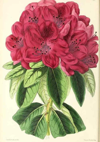 Reproducción/Reproduction 49796907678: The floral magazine;. London,L. Reeve & Co.. 