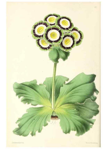 Reproducción/Reproduction 49797762967: The floral magazine;. London,L. Reeve & Co.. 