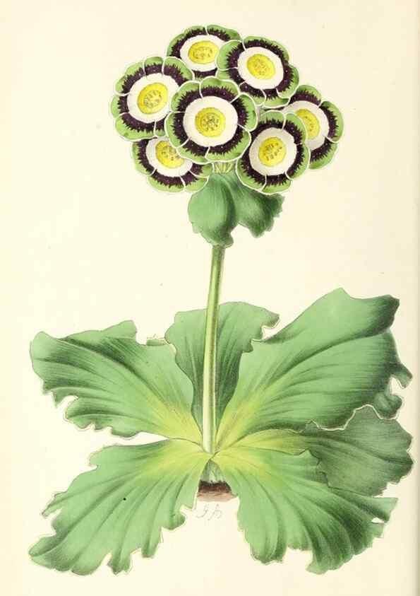 Reproducción/Reproduction 49797762967: The floral magazine;. London,L. Reeve & Co.. 