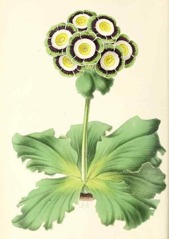 Reproducción/Reproduction 49797762967: The floral magazine;. London,L. Reeve & Co.. 