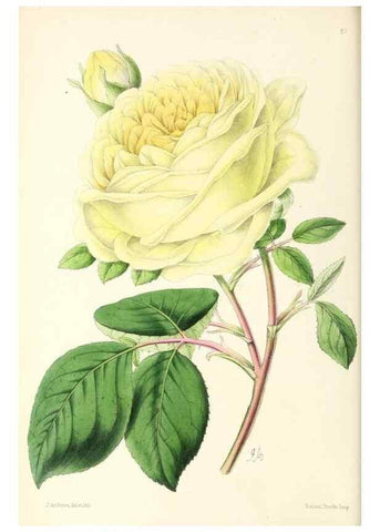 Reproducción/Reproduction 49796908363: The floral magazine;. London,L. Reeve & Co.. 
