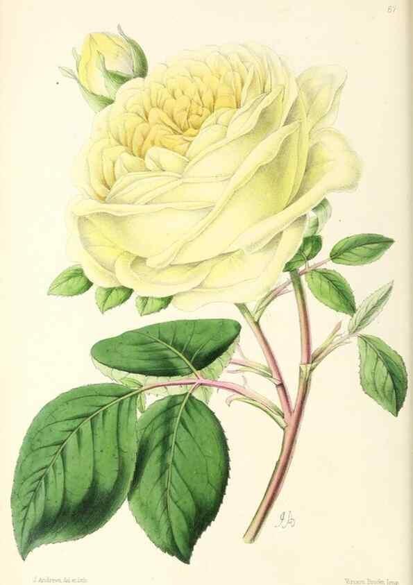 Reproducción/Reproduction 49796908363: The floral magazine;. London,L. Reeve & Co.. 