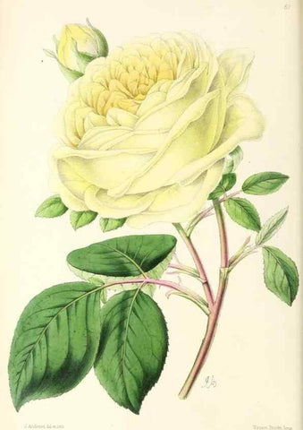 Reproducción/Reproduction 49796908363: The floral magazine;. London,L. Reeve & Co.. 