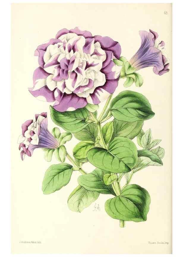 Reproducción/Reproduction 49796908663: The floral magazine;. London,L. Reeve & Co.. 