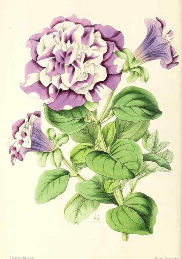 Reproducción/Reproduction 49796908663: The floral magazine;. London,L. Reeve & Co.. 