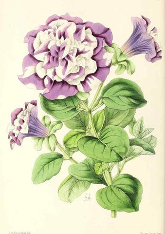 Reproducción/Reproduction 49796908663: The floral magazine;. London,L. Reeve & Co.. 