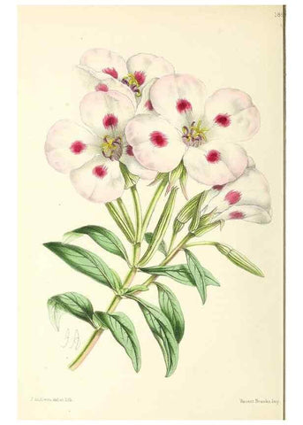 Reproducción/Reproduction 49797362856: The floral magazine;. London,L. Reeve & Co.. 