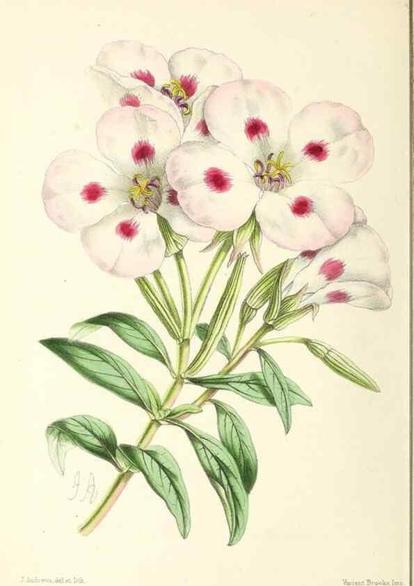 Reproducción/Reproduction 49797362856: The floral magazine;. London,L. Reeve & Co.. 