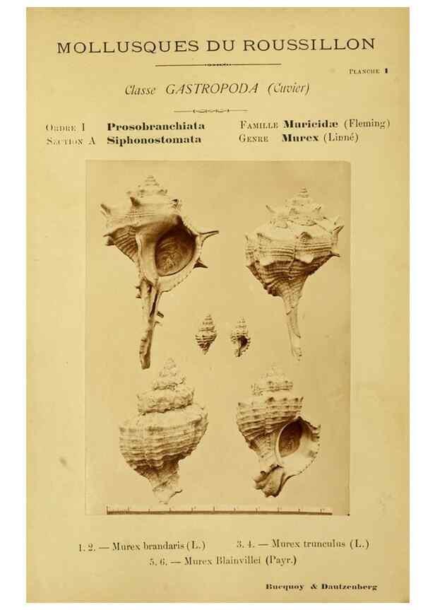 Reproducción/Reproduction 49806290238: Les mollusques marins du Roussillon. Paris :J.-B. Baillière,[1882]-[1898]. 