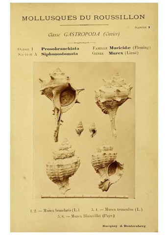 Reproducción/Reproduction 49806290238: Les mollusques marins du Roussillon. Paris :J.-B. Baillière,[1882]-[1898]. 