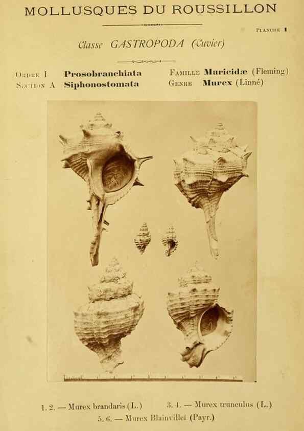 Reproducción/Reproduction 49806290238: Les mollusques marins du Roussillon. Paris :J.-B. Baillière,[1882]-[1898]. 