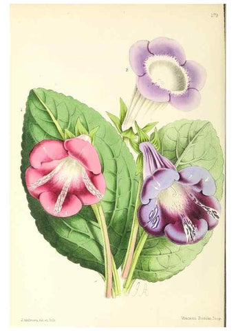 Reproducción/Reproduction 49797360236: The floral magazine;. London,L. Reeve & Co.. 